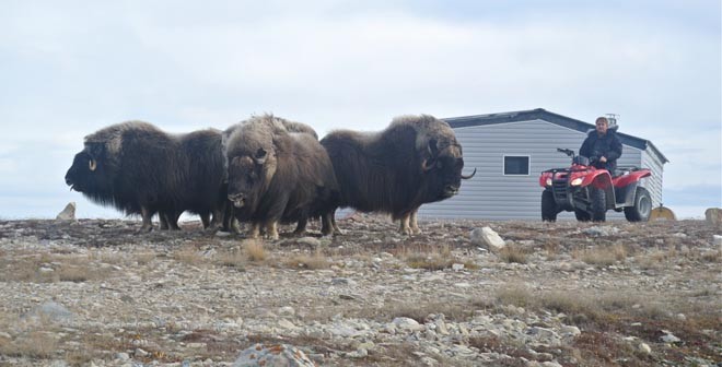 ’Wrangling’ the muskox on a quadbike ©  SW
